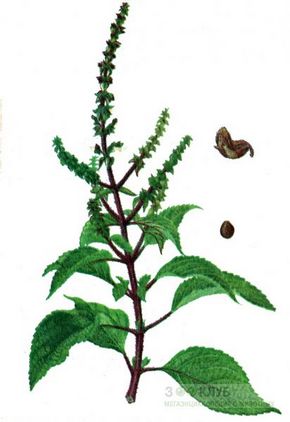 �������� ��������: ������� �����������.